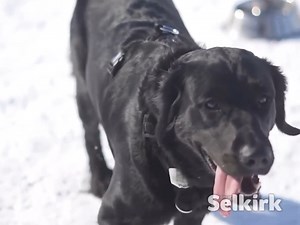 It's that time of the year again, pup owners!   It’s time to renew...