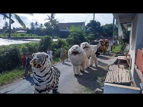 ASMR MACAN JAVA ❗❗ HEBOH TARIAN BARONGSAI ACARA KHITANAN DRUMBAND KHITANAN DAN DRUMBAND AL AZHAR