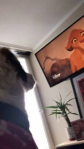 I'm crying just like this dog!! 😢 [Via ViralHog] | theCHIVE