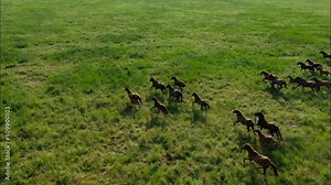 Wild Horses Running, Wild mustangs run on the beautiful green grass. Herd of horses, mustangs running on steppes aerial view. Slow motion 10 bit video