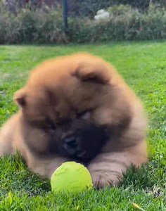 2.9K views · 739 reactions | Funny 藍 Cre: chowchow_blue_mystery | Chow Chow Overload | Facebook