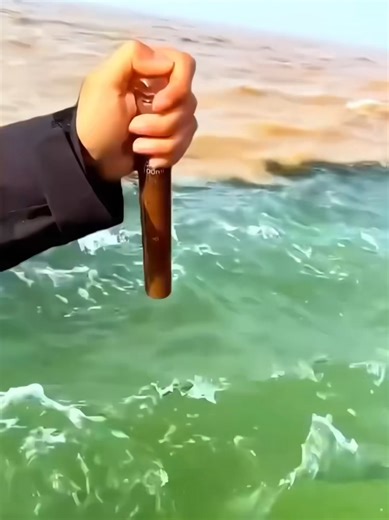 Exploring the Atlantic Ocean's Marine Life and Shipping