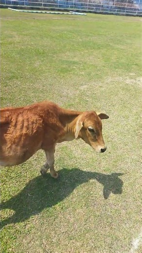 Amazing Cow Facts 🐄 | You Didn’t Know About Cows! | Light Sir