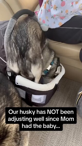 Hilarious Huskies: Unforgettable Dog Moments