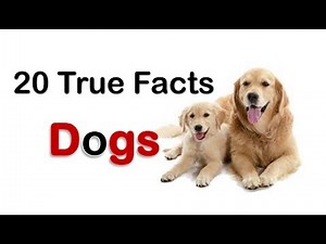 Dogs Facts | 20 True Dog Facts for Kids with audio