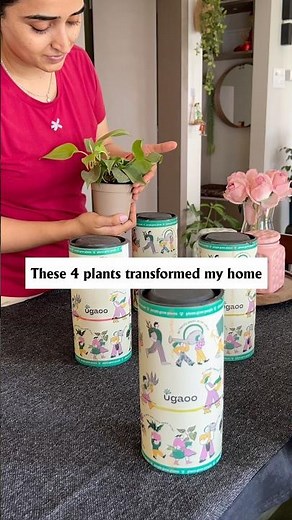 These 4 Plants 🪴 Transformed My Home 🌿 Easy Indoor Plants for Beginners #indoorplants #homedecor