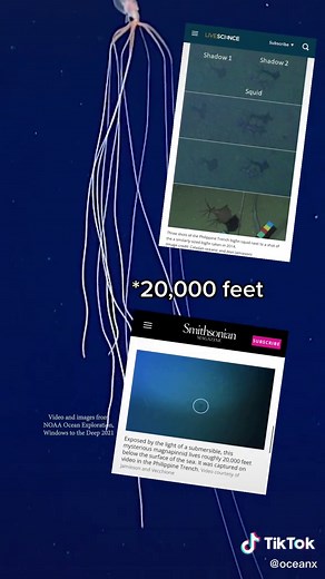 Discover the Enigmatic Bigfin Squid - A Giant of the Deep Sea