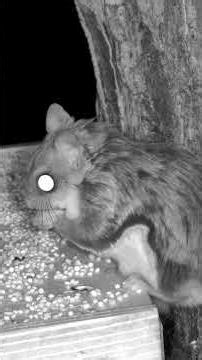 Midnight Northern Flying Squirrel Snack Attack 🌙🐿️ Summer Breeze