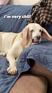 No but for real, he is the sweetest and very gentle. ❤️ He really is 12.5% Belgian malinois though. 😂 I’ll put his DNA results in my stories. | Feral to Forever