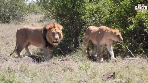 Jaw-Dropping Lion And Lioness Roam Zebra Plains Together