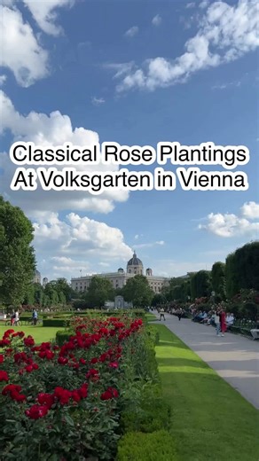 Roses in Vienna #roses #garden #youtubeshorts #shorts