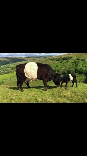 Best part of the job 🐮#beltedgallowaycows #cowsoftiktok #calves #fyp