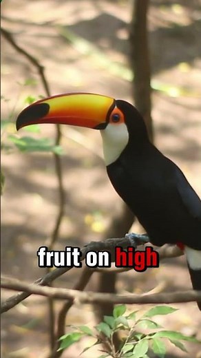 "Toucan: The Beaked Beauty of the Rainforest"