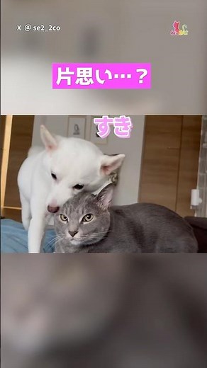 I can't stop loving them... #cats