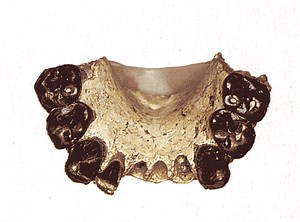 Australopithecus bahrelghazali - Alchetron, the free social encyclopedia