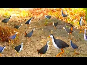 VERY AMAZING BIRD TRAP FOR HUNTING WILD BIRDS WITH SOUNDS BIRDS