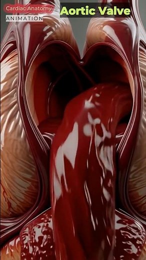 Inside the Human Heart: Aortic Valve Opening & Closing in Real-Time 🫀