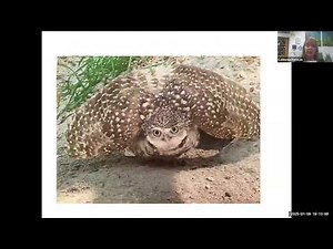 The Natural History of Western Burrowing Owls and Failed Conservation Efforts by Catherine Portman