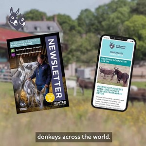 980 reactions · 62 shares | Severely overweight and struggling to walk, Lily was in desperate need. Help donkeys like Lily start a new beginning.  | The Donkey Sanctuary | Facebook