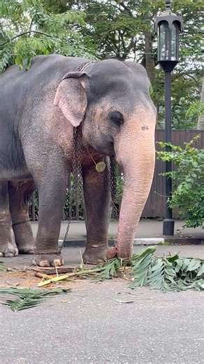 😯 දෙවියෙක්ට සමාන රූපයක්ලු මෙයාට තියෙන්නේ 🙏 ඔයාටත් එහෙම පේනවද ⁉️❤️ | Gamunu✨ #elephant #shortvideo