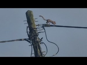 Squirrel Vs Power Lines