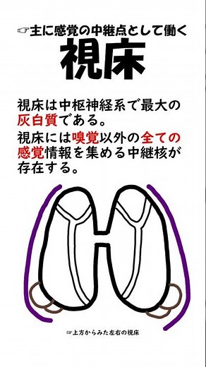 間脳と視床について #理学療法士国家試験 #理学療法士国家試験 #解剖学