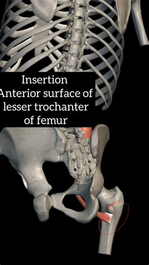 Psoas major muscle anatomy