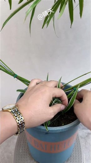 How to prune spider plants | Plant care tips
