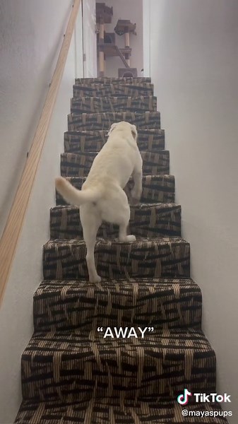 “Away” #dog #trending #tiktok #trendingtiktok #labrador #englishlab #away #puppy
