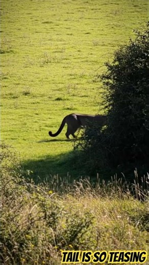 Best big black cat in the UK at least back half of big cat ever Or fake?#wildlife #animals #bigcat