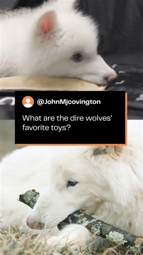 32K views · 690 reactions | Shocker: the dire wolves will tear apart just about… everything. But what are their favorite toys? Paige McNickle, Colossal’s Manager of Animal Husbandry, answers this and a whole slew of your top dire wolf questions in our new video. | Colossal Biosciences | Facebook