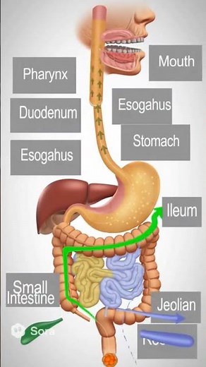 Food Digestion Process 3d Animation.