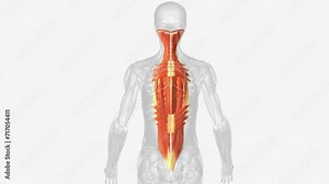 The muscles in the back are the trapezius, rhomboids, latissimus dorsi, erector spinae, multifidus, and quadratus lumborum.