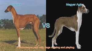Azawakh vs. Magyar Agár: A Comprehensive Breed Comparison
