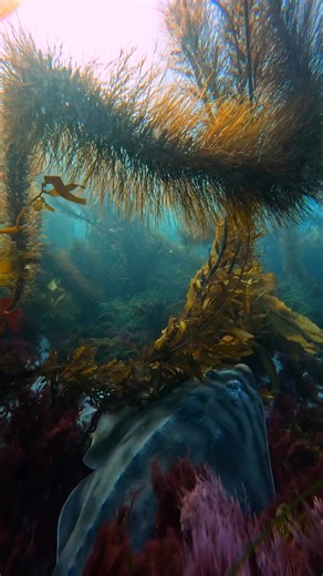 Like other rays, banded guitarfish have spiracles behind their eyes that help them breathe while buried. It’s how they stay hidden without stirring up sand. Banded guitarfish are ovoviviparous, meaning pups develop inside the mother and are born fully formed. A pretty incredible start to life on the ocean floor. | Jays Visions