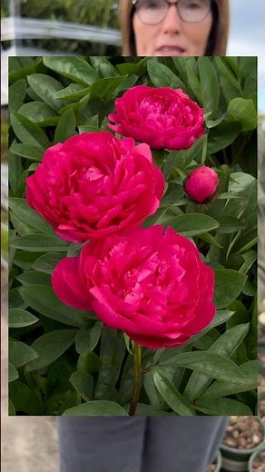 How to Pick Peonies Now for June Blooms 🌸 What to Look for at the Garden Center
