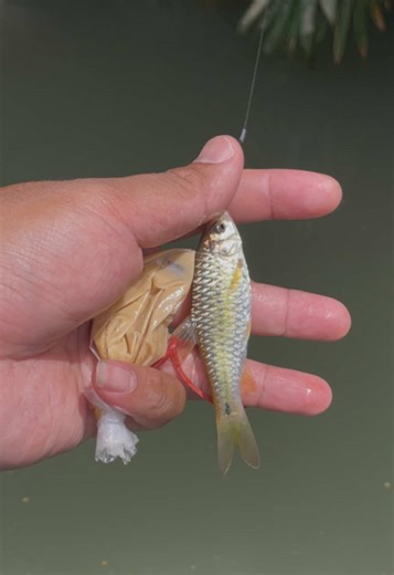 Mancing Wader Gacor: Teknik & Tips Terbaik