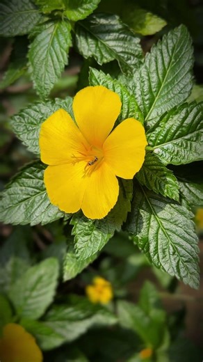 時鐘花 花會枯 時間不會#love #live #nature#flowers #farming #雨過天晴