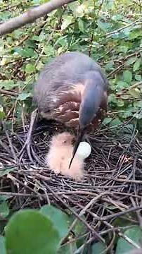 How the Elusive Black Bittern Keeps Her Babies Safe in the Wetland | Nature Documentary