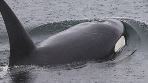Neighbors protest Maple Valley asphalt plant