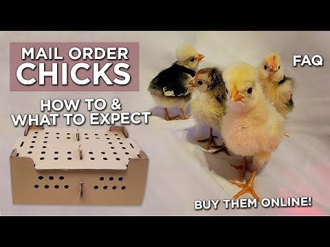 Mail order chicks | How to buy chickens online | What to expect | How to prepare