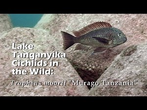 Lake Tanganyika Cichlids in the Wild: Tropheus moorii "Murago Tanzania" (HD 1080p)