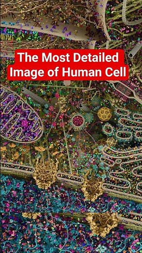 Cellular landscape cross-section through a eukaryotic cell, by Evan Ingersoll & Gael McGill