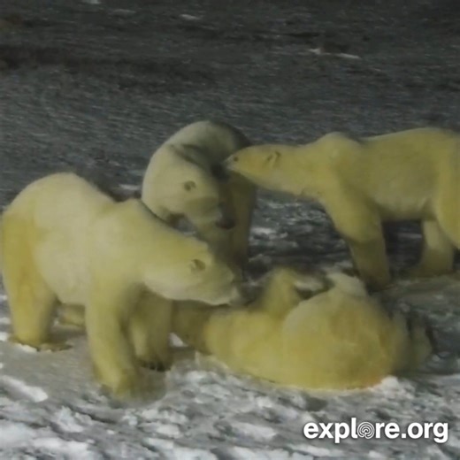 50K views · 2.2K reactions | These four polar bear buddies were sighted on the live cam having a late night hang sesh. Polar bears can forge short and sometimes long-term friendships ‍❄️‍❄️‍❄️‍❄️ | explore.org | Facebook