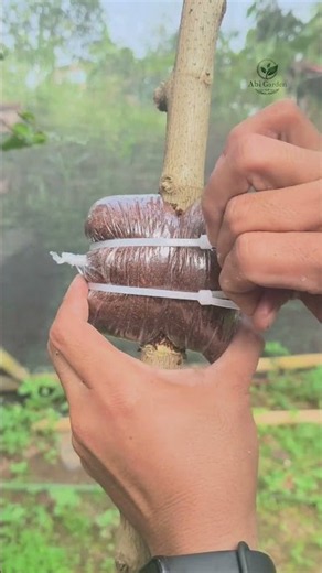 Easy and simple air layering technique #airlayering #plantpropagations #gardening #satisfying