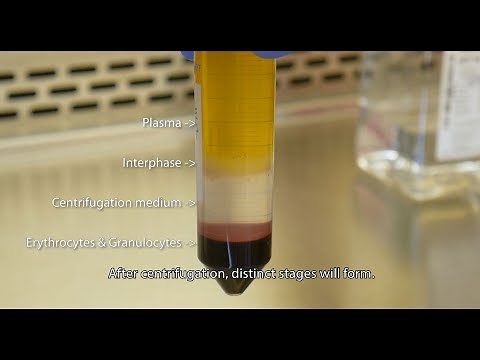 Isolate PBMCs with Lymphopure™