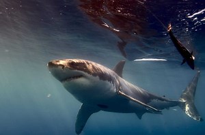 The 6 Most "Aggressive" Sharks Lurking in U.S. Waters