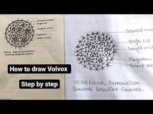 How to draw Volvox easily - step by step