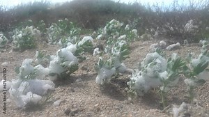 The coastal plant Tournefortia (Argusia sibirica) is covered with salty foam on the shore of Lake Sivash. Resistance to salty environment halophyte