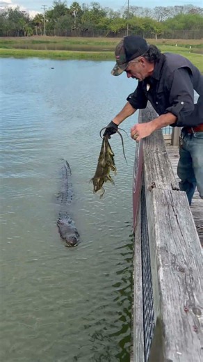Bully the crocodile jumping up to eat some invasive iguana